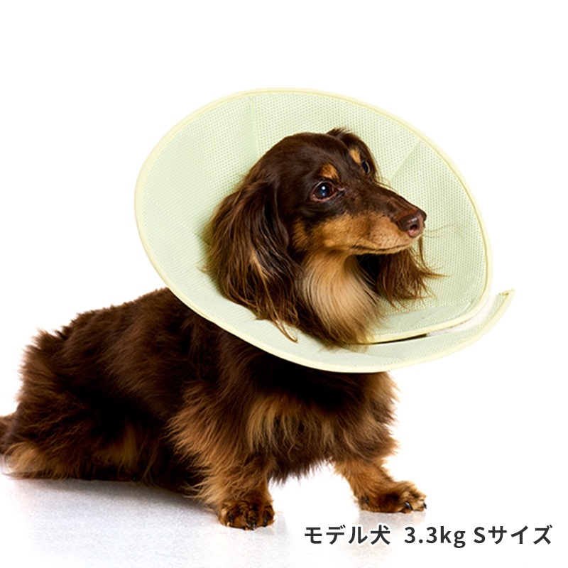 ライトエリザベスカラー