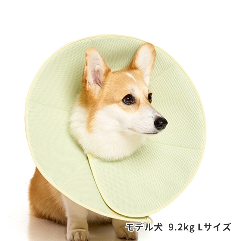 ライトエリザベスカラー