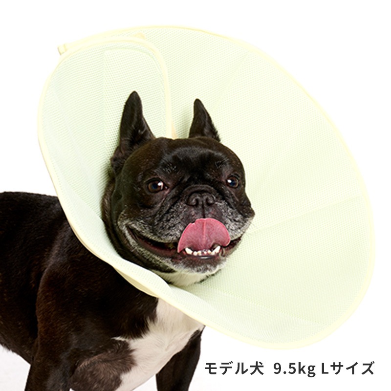 ライトエリザベスカラー