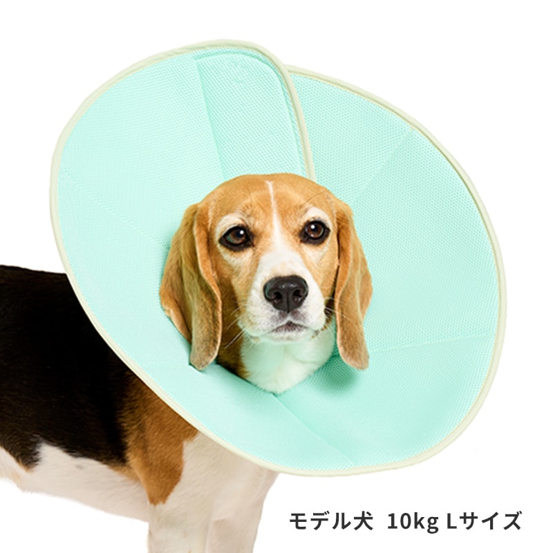 ライトエリザベスカラー