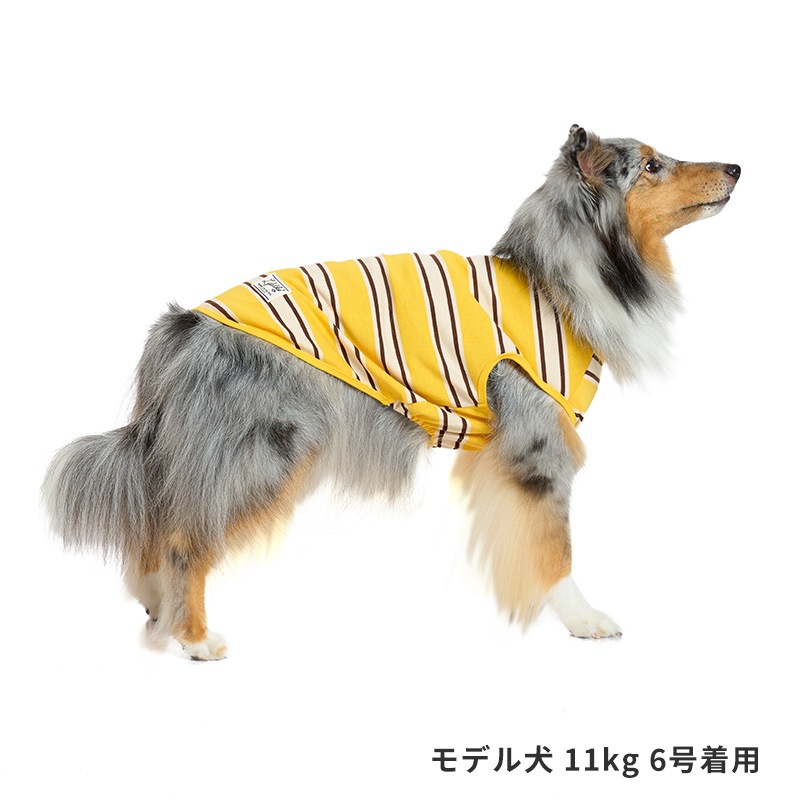 サマーボーダータンク