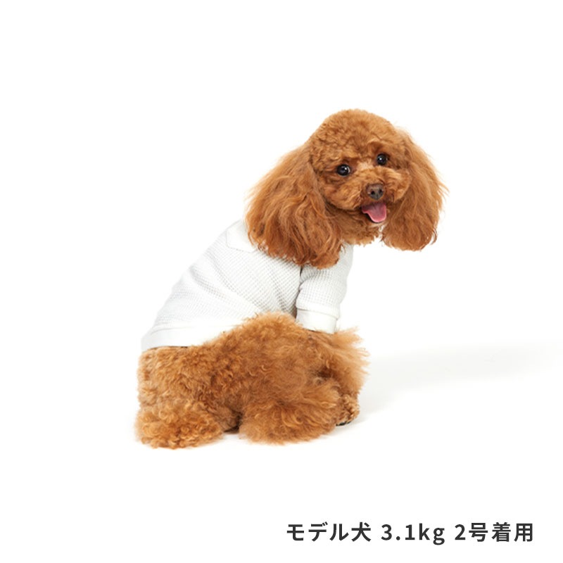 デイリーサーマルトップ