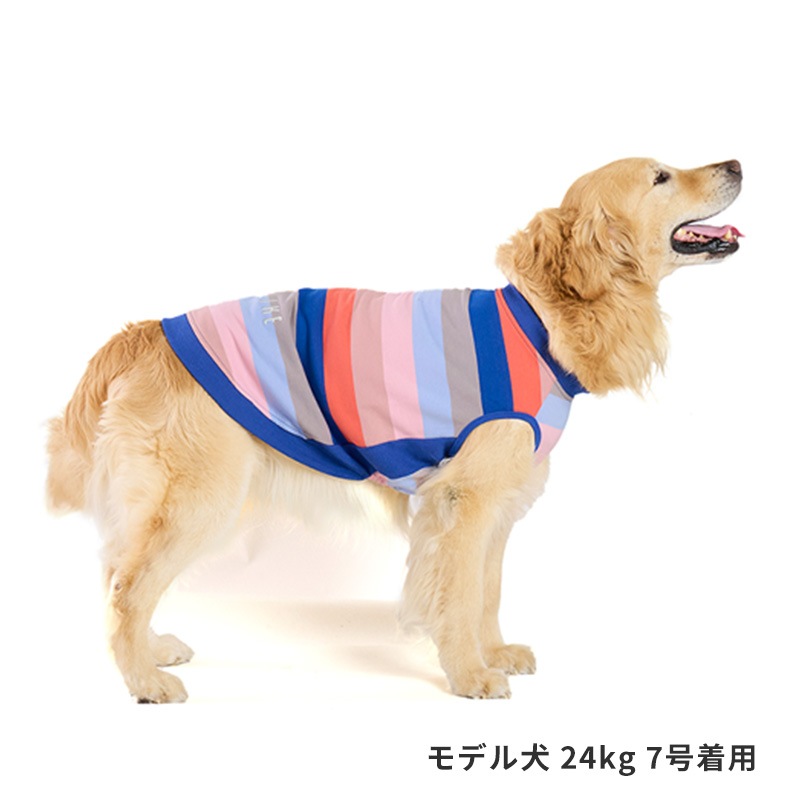 マルチボーダートレーナー