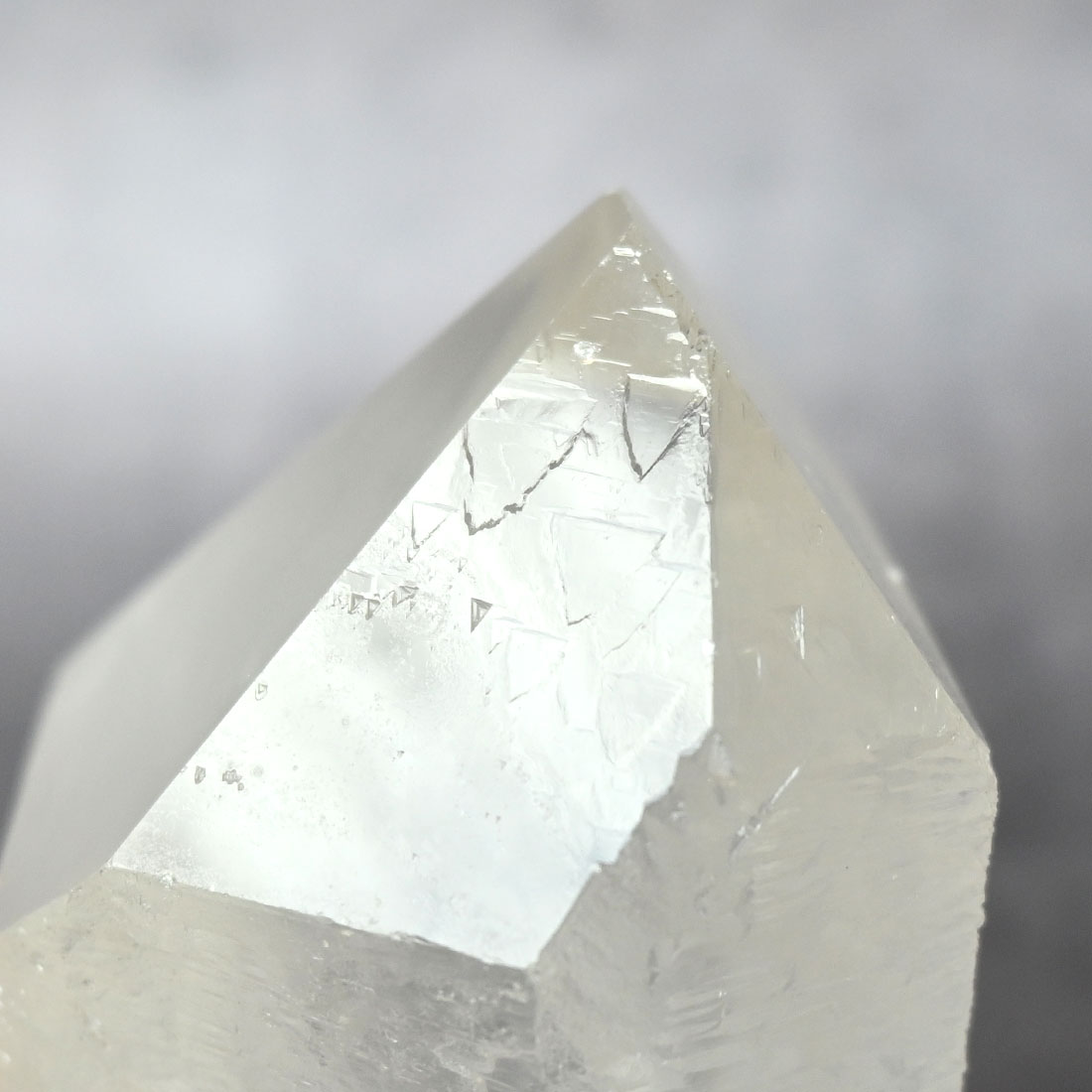 トライゴーニック