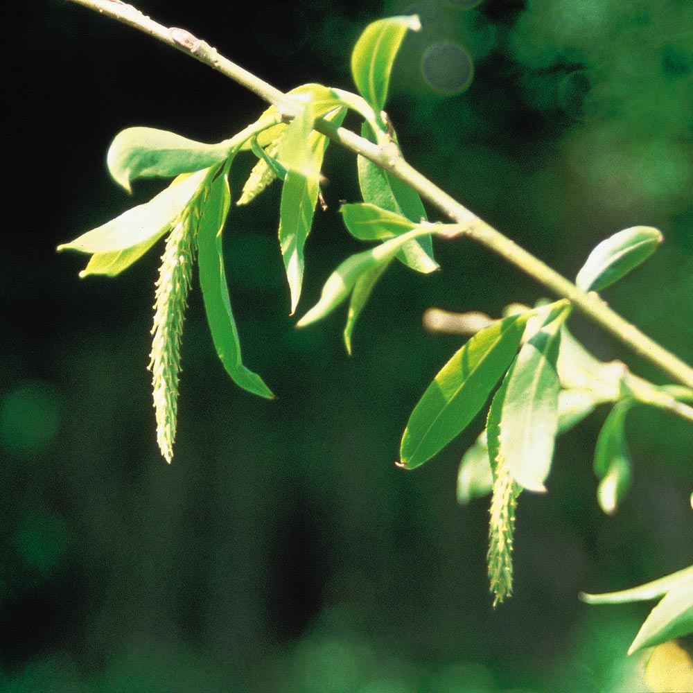 バッチフラワーレメディ「ウィロー」（恨みっぽい気持ち、被害者意識）