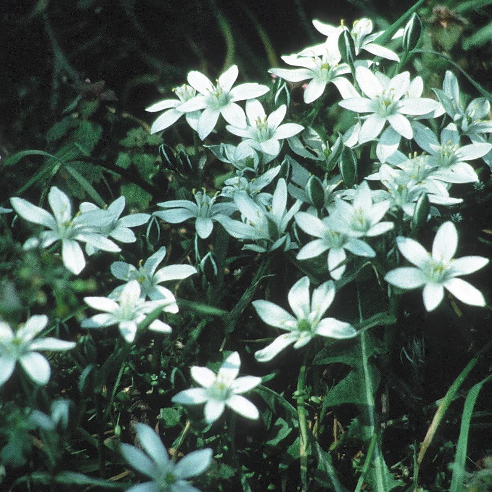 バッチフラワーレメディ スターオブベツレヘム 過去のショック 心の傷がある ミスト オイル エッセンス Bach バッチ フラワーレメディ ライトワークスオンラインストア