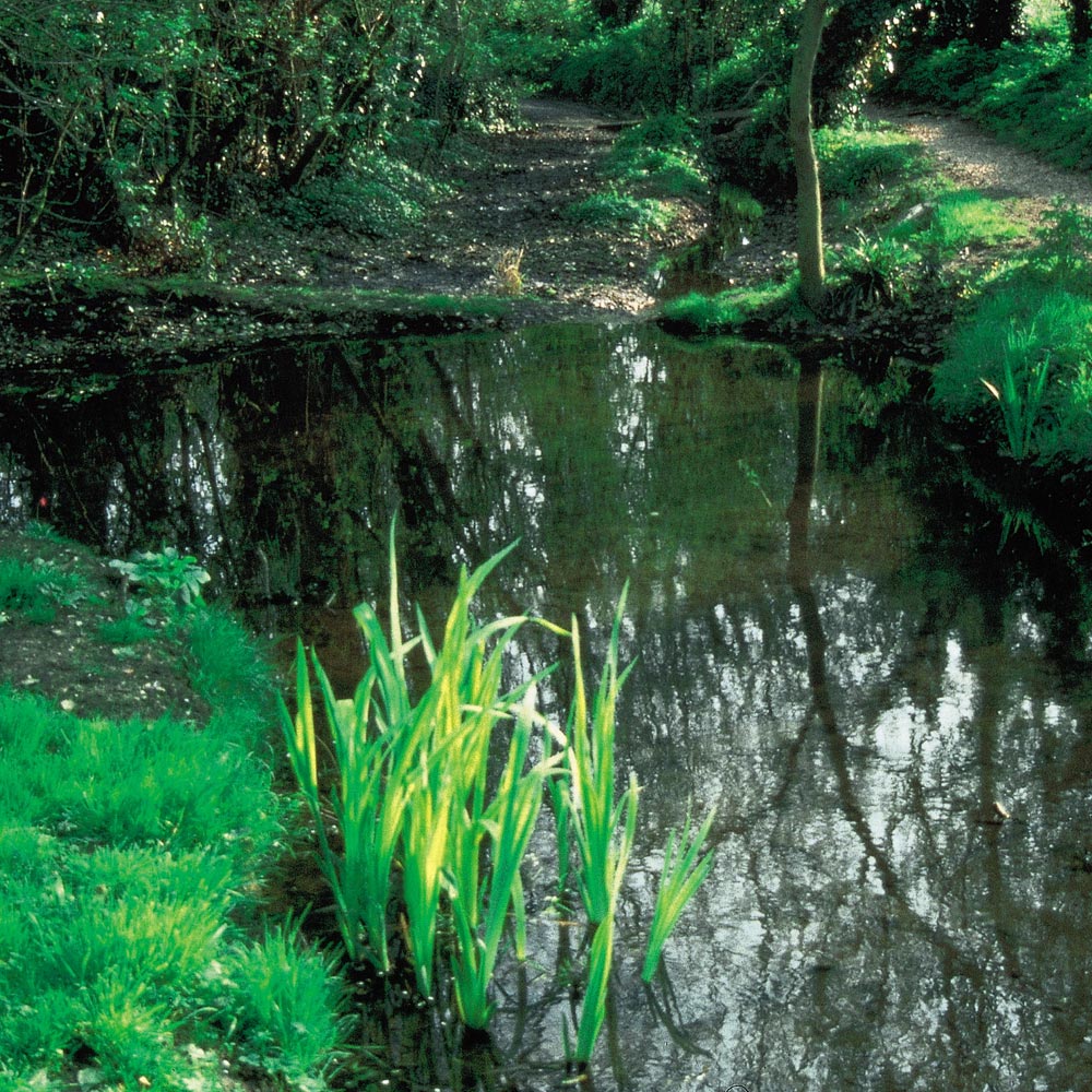 バッチフラワーレメディ「ロックウォーター」（ガンコ、融通性がない、型にはまりやすい）