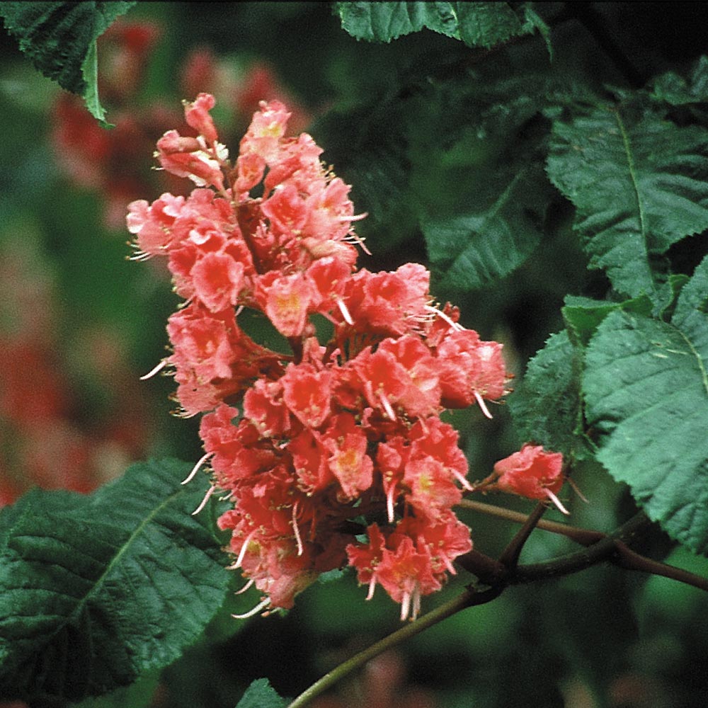 バッチフラワーレメディ「レッドチェストナット」（心配性の人）