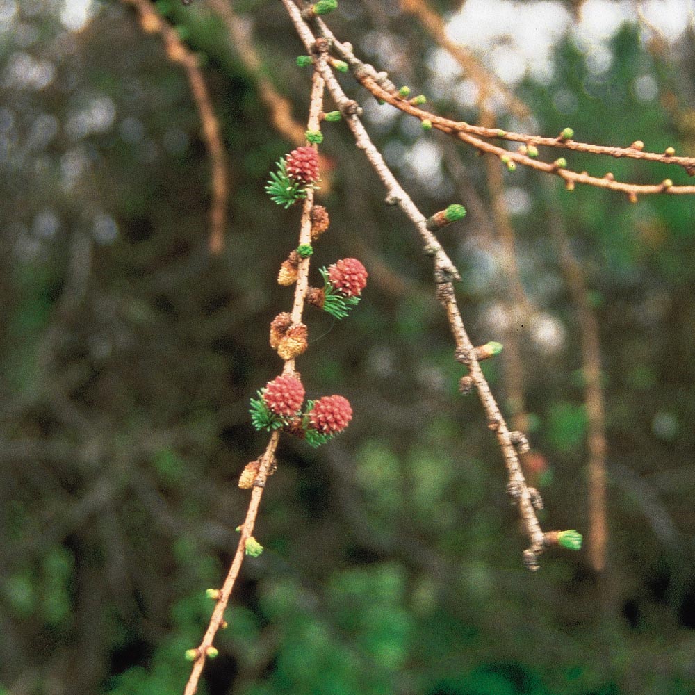 バッチフラワーレメディ「ラーチ」（自信がない、劣等感）