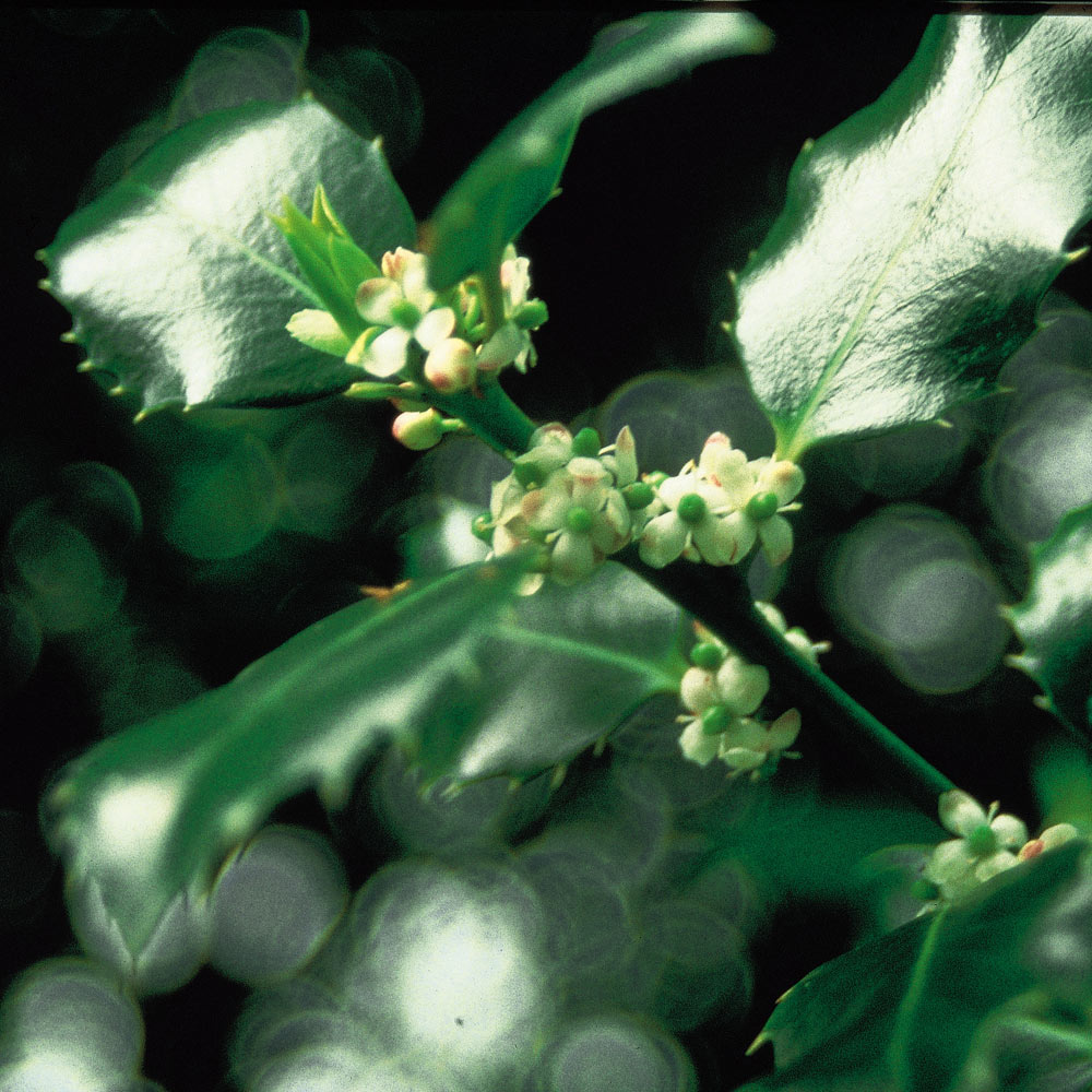 バッチフラワーレメディ「ホリー」（怒りや嫉妬がある）