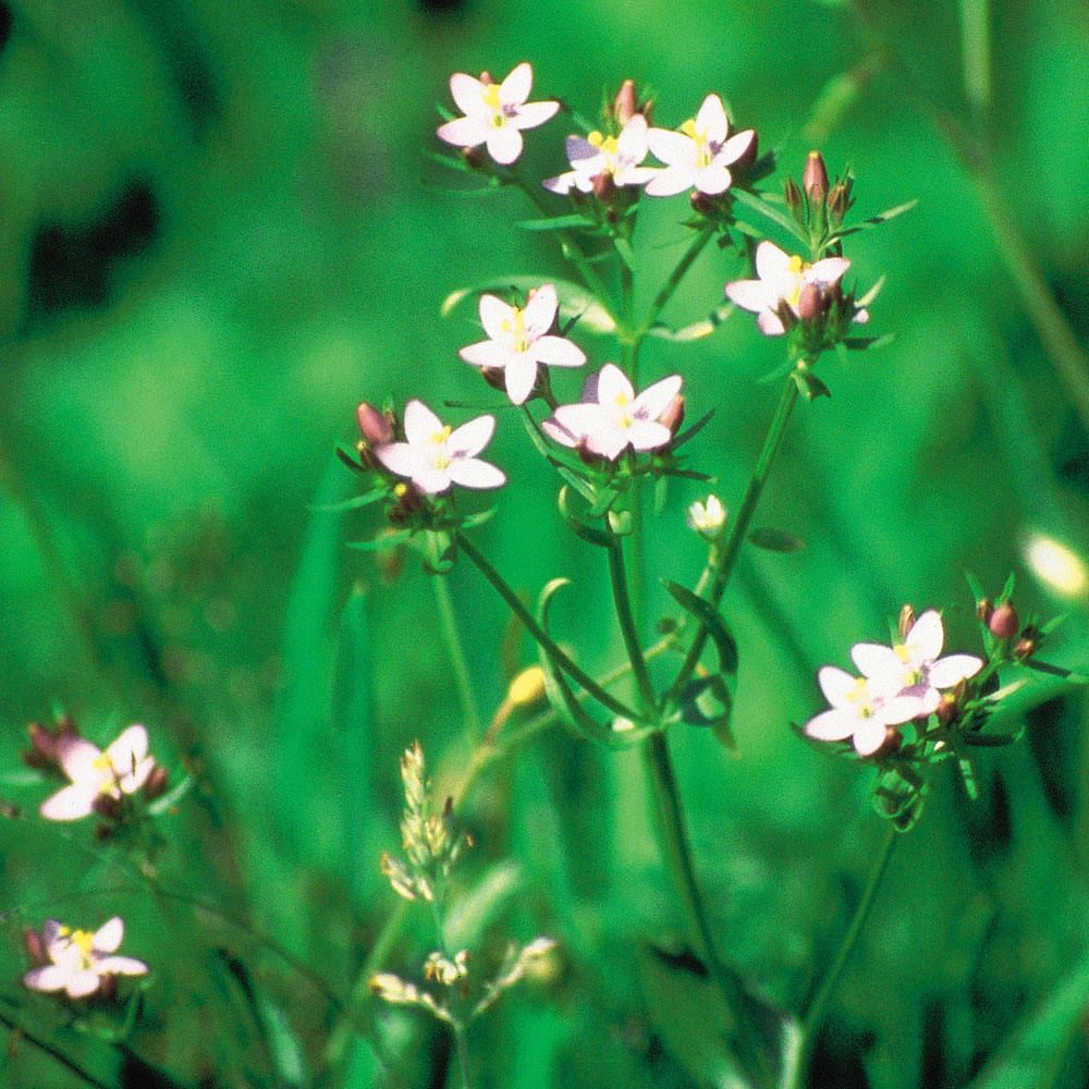 バッチフラワーレメディ「セントーリー」（いやと言えない、苦手な人がいる）