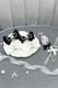 ��Princess Melody�ۥӥ��塼��ܤ�ߤ�ܤ�2��SET - �֥�å� size-F