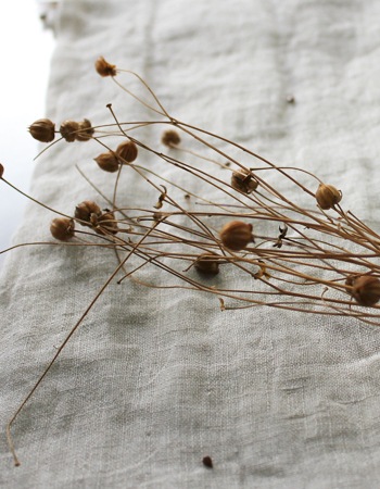 ���� �� kinari��white