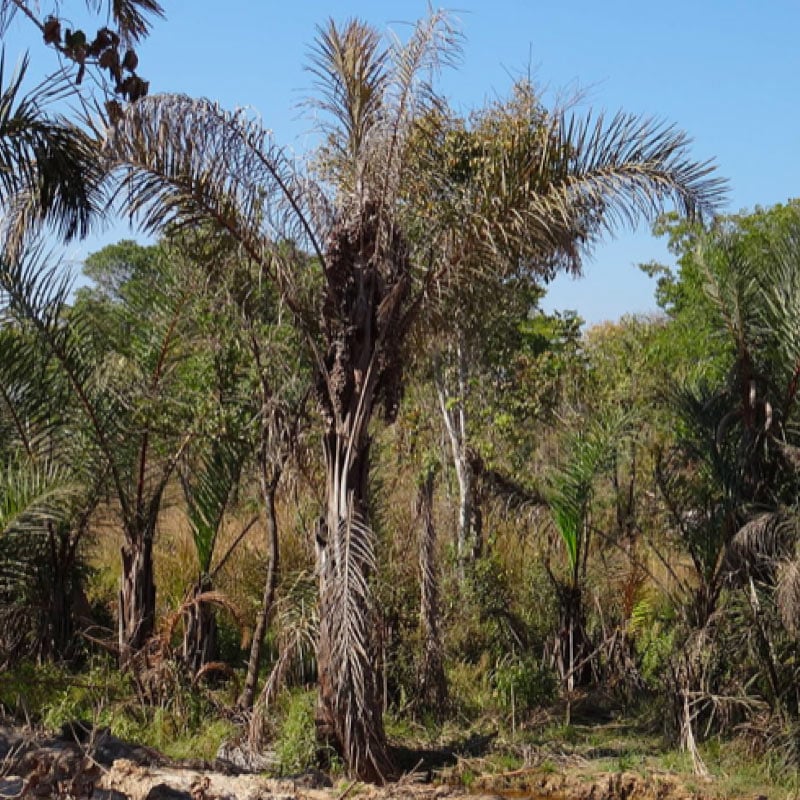 SOARY L ラフィアハット　Natural