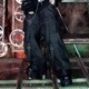 LISTEN FLAVORåե졼СޥѥġBLACK DENIM