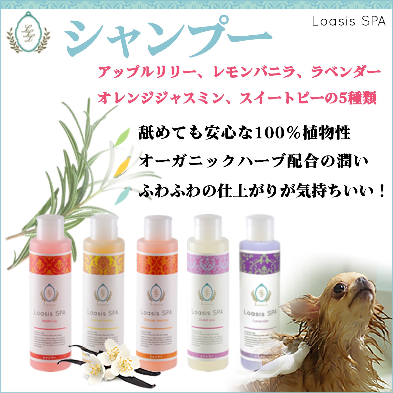 ������Τ�������10��OFF�������� �����ס�(5��) ��󥹥���(2��) 150ml ��5�ܴ����Ĺ���� �������� �Ӥ�Ƥ�¿� ��ʪ�� ŷ������ �������˥å��ϡ����۹� ��ɷ� �ݼ� ����륮���б� �ڥå�