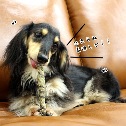 íƥå 쥮顼(50g)ѥåå  ǭ ̵źä 㡼 í  ̵忧 (̣¡25ǯ3)