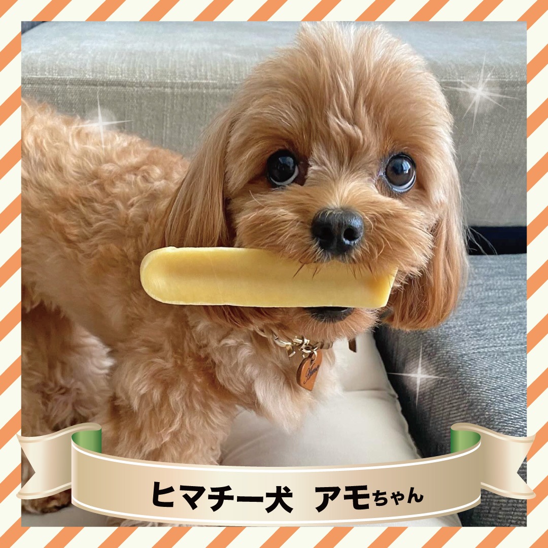 5�� S������(��30g) �����ʥҥޥ��� ����̵�����å� �ҥޥ������� ���ƥ��å� ��ɸ���� �ڥå� ���Ѥ���� ̵ź�� ���� ��������ľ��Ź