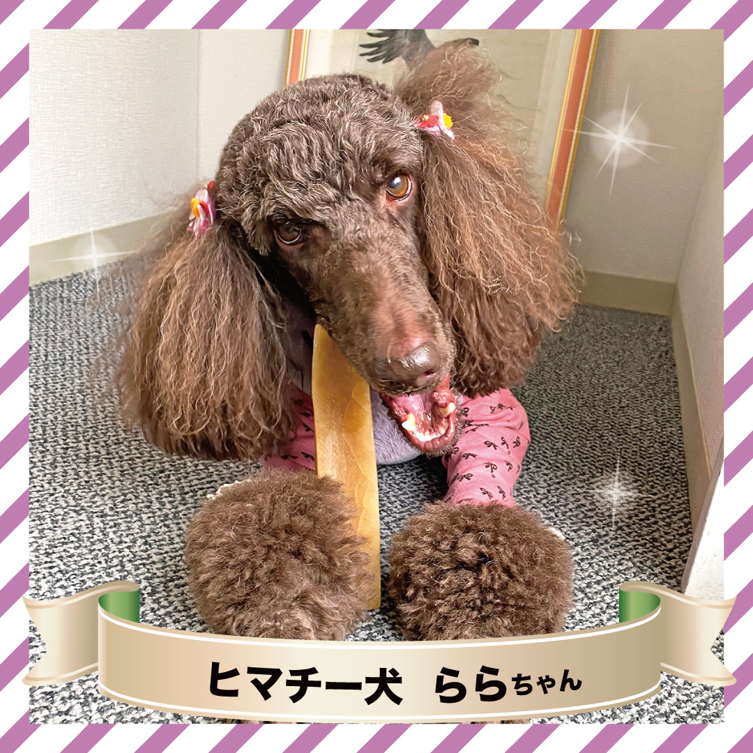 Τ5OFFñ L(160g) ʥҥޥ ҥޥ ƥå ɸ ڥå Ѥ ̵ź  ľŹ