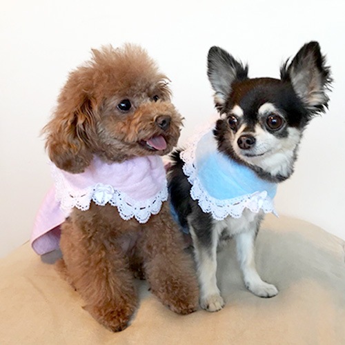 �դ�դ�İ��� �����ѥХ������֡ʿ����٥ӡ��֥롼�� �ں��������륷�꡼����