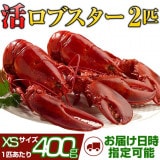 天然カナダ・アメリカ東海岸産 活ロブスター400g以上（オマール海老[エビ] ) XS [×2匹]