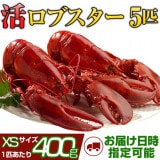天然カナダ・アメリカ東海岸産 活ロブスター400g以上（オマール海老[エビ] ) XS [×5匹]