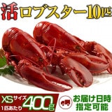 天然カナダ・アメリカ東海岸産 活ロブスター400g以上（オマール海老[エビ] ) XS [×10匹]