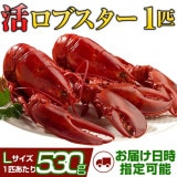 天然カナダ・アメリカ東海岸産 活ロブスター530g以上（オマール海老[エビ]）L [×1匹]