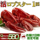 天然カナダ・アメリカ東海岸産 活ロブスター580g以上（オマール海老[エビ]）Q [×1匹]