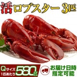 天然カナダ・アメリカ東海岸産 活ロブスター580g以上（オマール海老[エビ]）Q [×3匹]