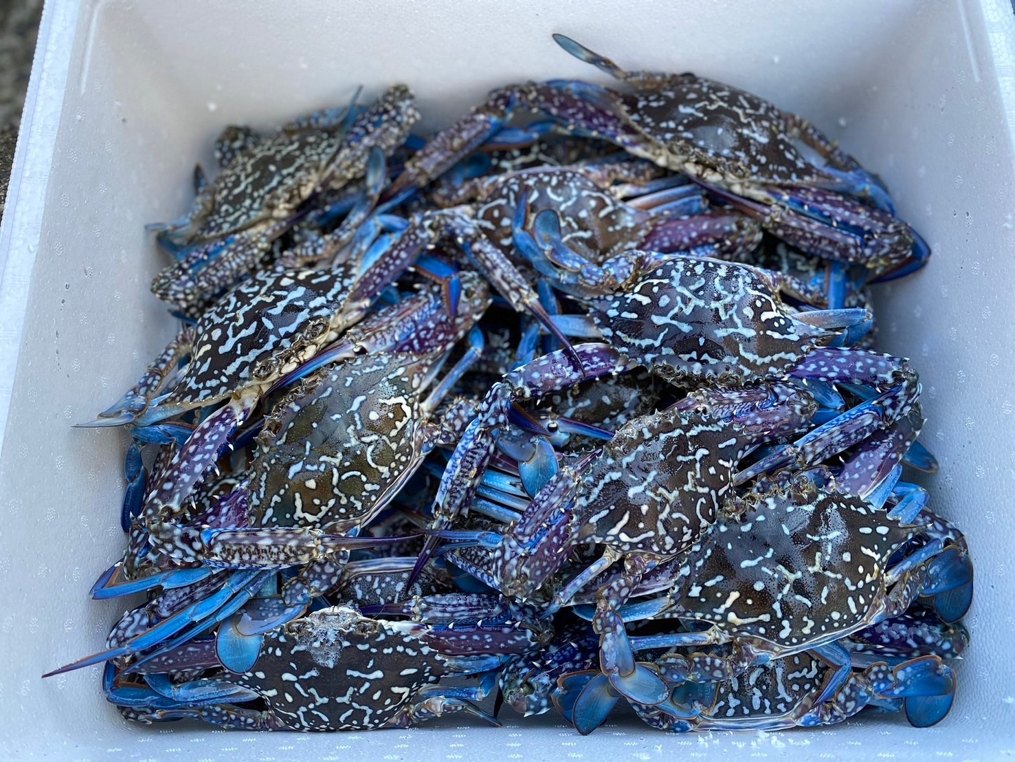 浜名湖産タイワンガザミオス沖漬け　1杯約250g