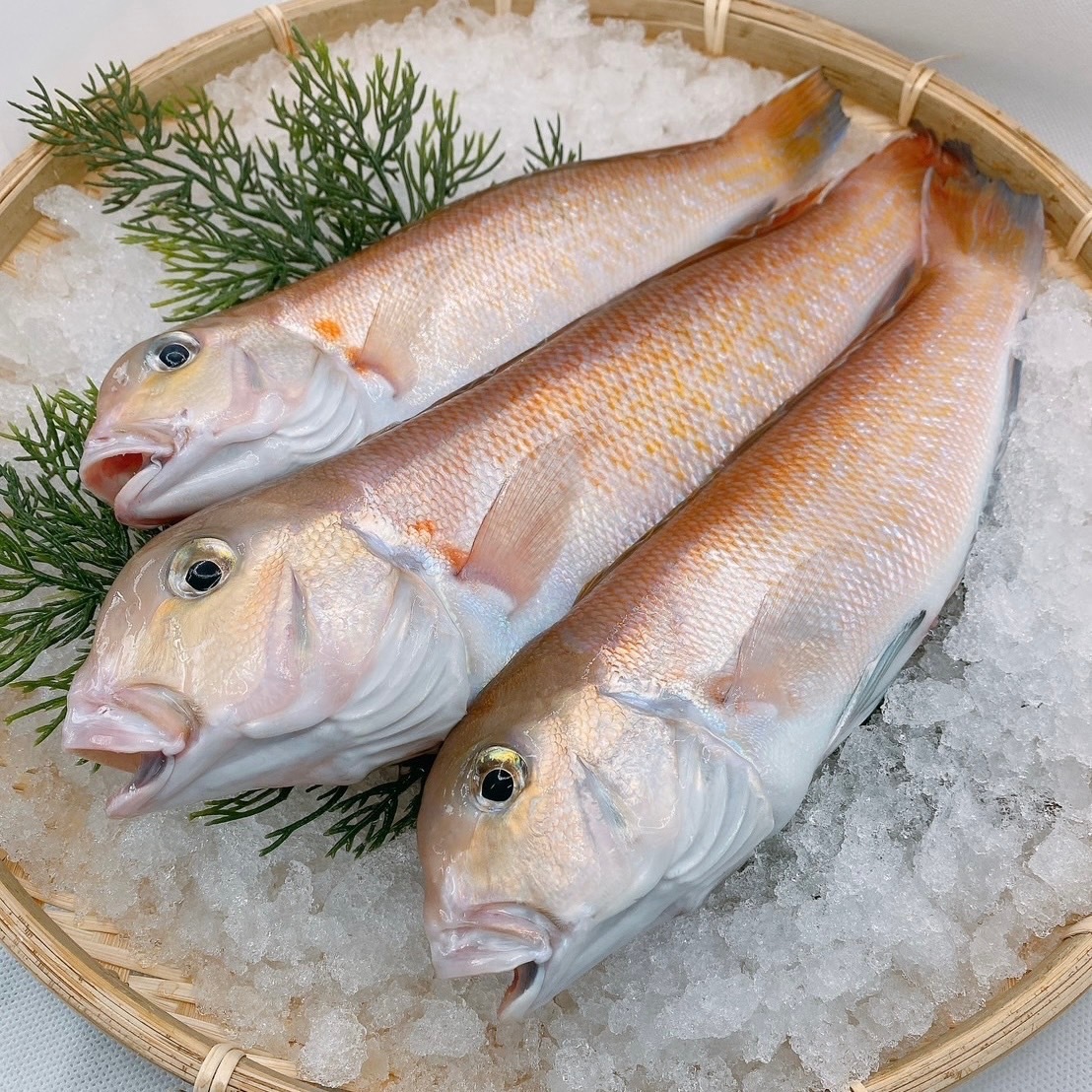 【超高級魚】白甘鯛の一夜干し