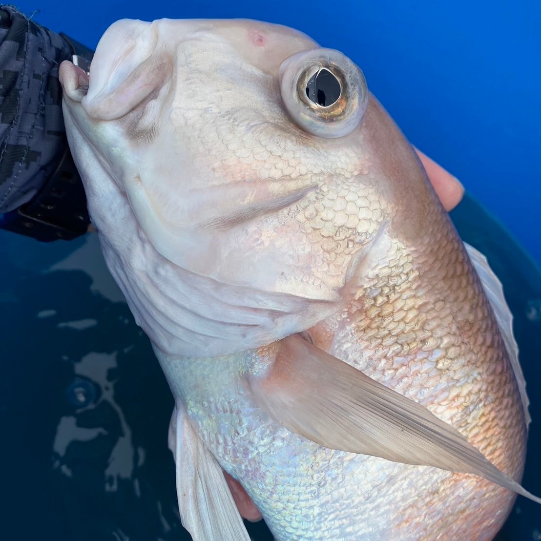 【超高級魚】白甘鯛の一夜干し