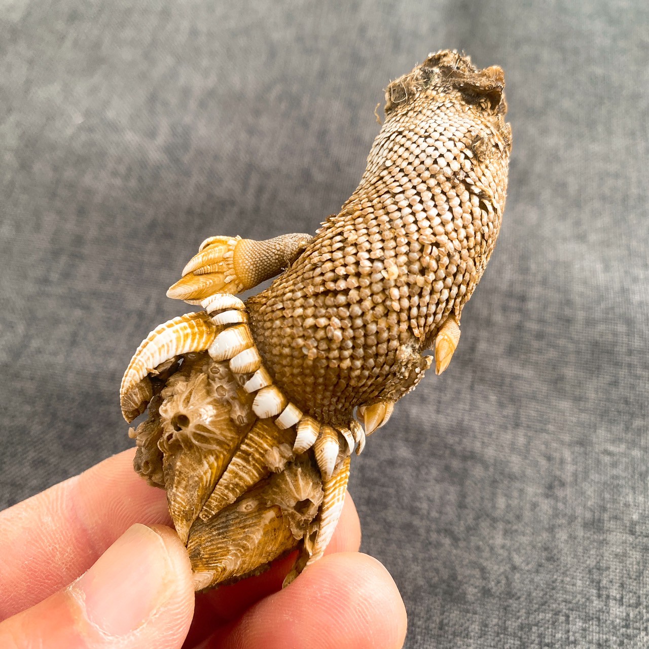 【浜名湖産】カメノテの塩茹で
