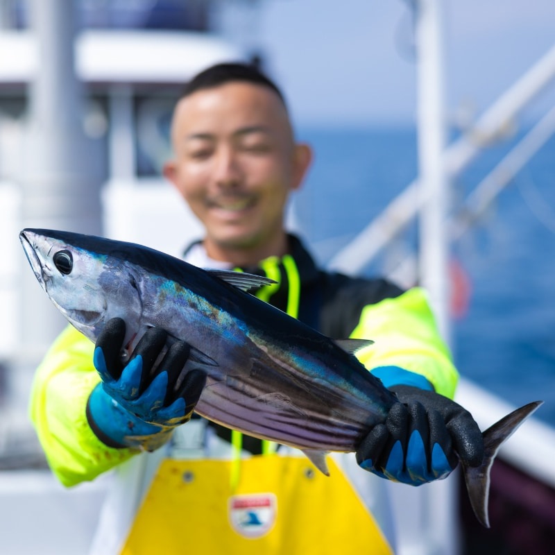 遠州灘産初カツオ 1本