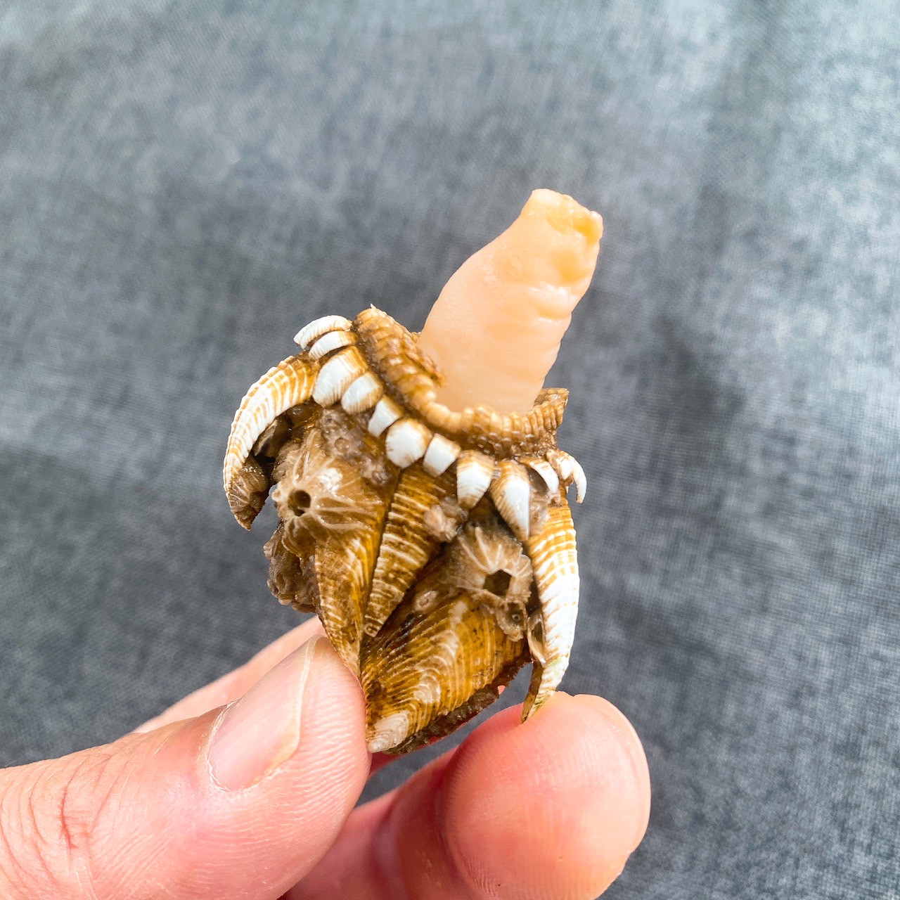 【浜名湖産】カメノテ出汁用パック250g