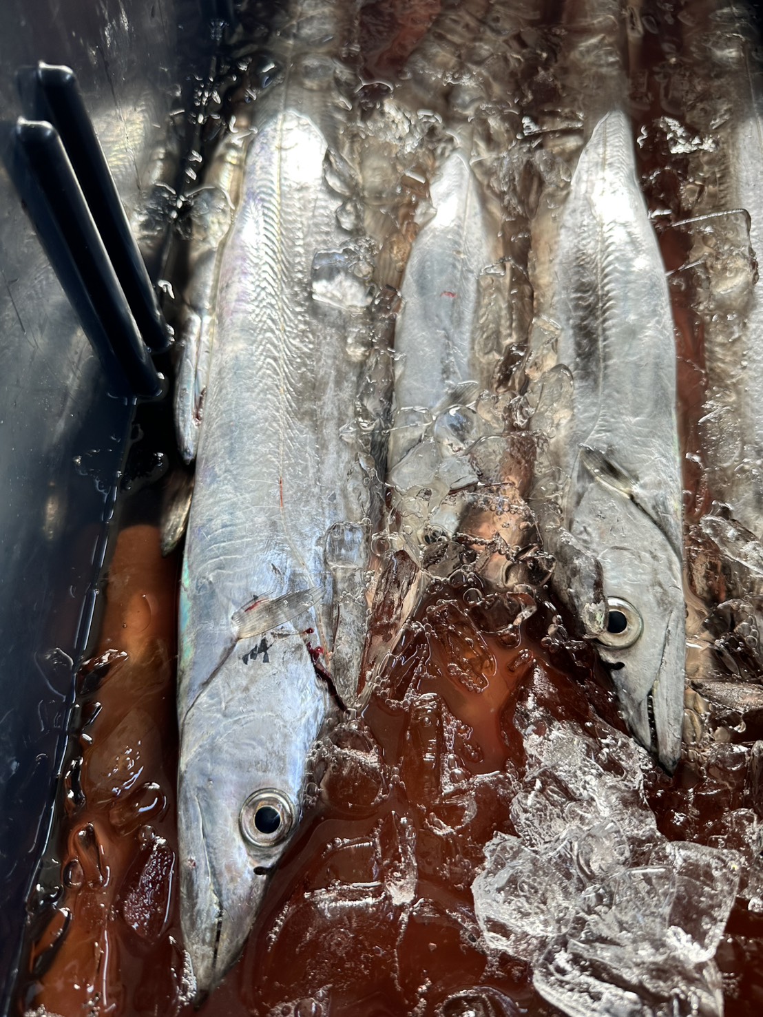 季節の鮮魚BOX