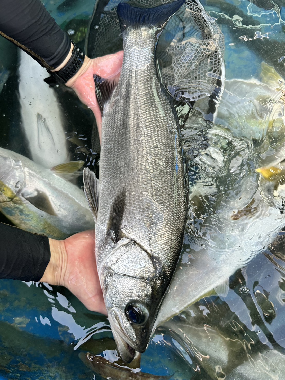 季節の鮮魚BOX
