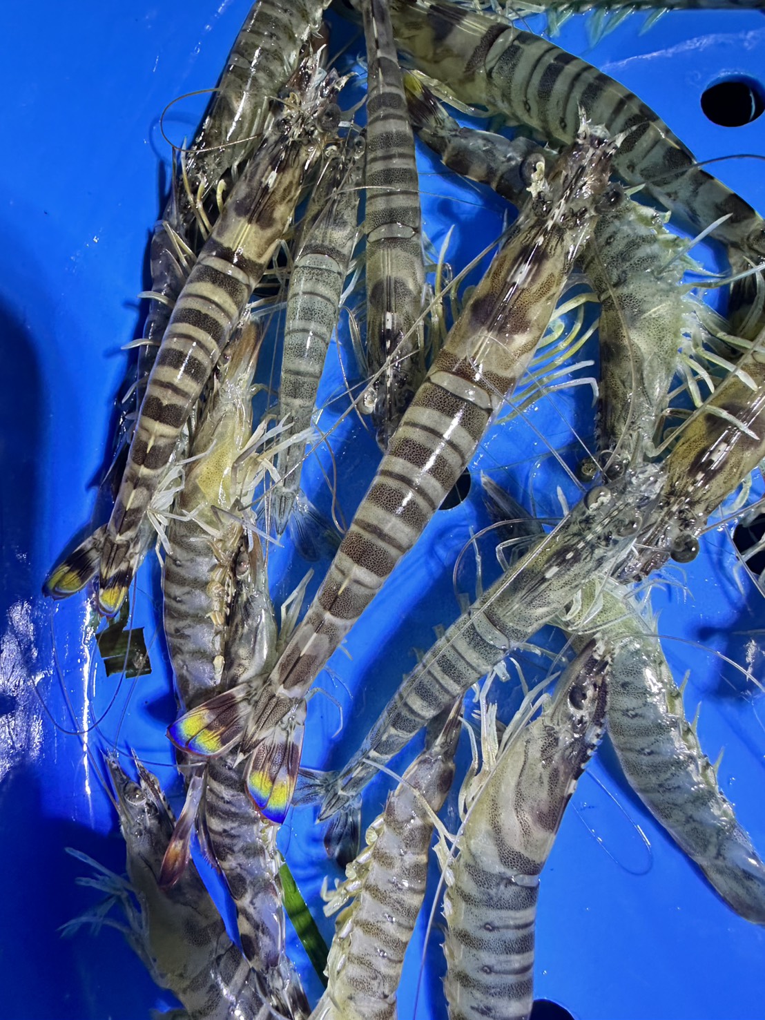 季節の鮮魚BOX