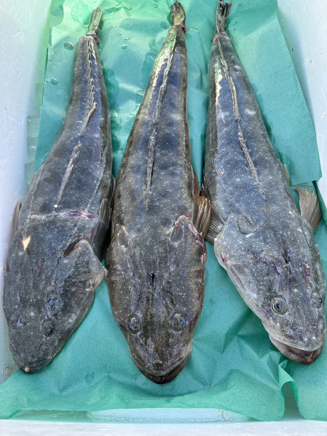 季節の鮮魚BOX