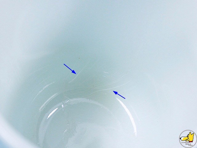 ե䡼󥰡SNOOPY̡ԡץ쥸ǥȡNO.4