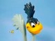 �ӥ�ơ�����DAKIN  '68  LOONEY TUNES��Road Runner  �����ɥ��ʡ�