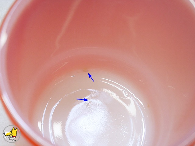 �ե����䡼���󥰡������å��󥰡���åɡ������