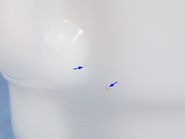 �ե����䡼���󥰡�McDonald's���ޥ��ɥʥ��