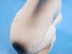 �ӥ�ơ������ϥ󥬡��ե����� 1958ǯ ���̡��ԡ� �ե������� ���եӥɡ���