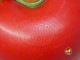 �ӥ�ơ�����Fisher Price��'72��Happy Apple���ϥåԡ����åץ롡���꡼�ݥ꡼