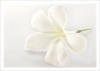 ハワイアンマハロカード・Plumeria|ハワイアン　アンティークポストカード＆ステッカー