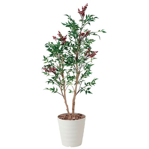 観葉植物　アガベ　南天 アガベ 南覇王 復倫錦 【多肉植物 6号鉢／1個売り】｜ 【植物の