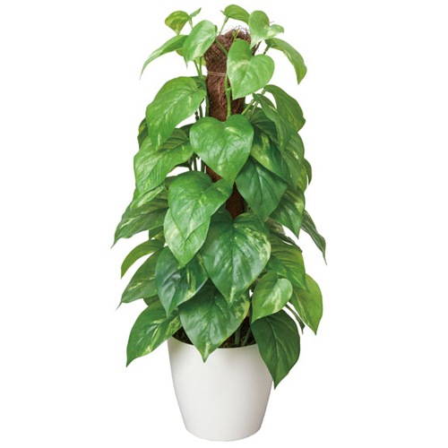 フレッシュポールポトス H48cm プラント W3A5202-60 通販