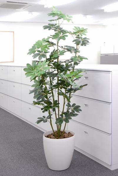 カポック 観葉植物 造花 鉢植え プラント C3610-250（商品番号：wc3610